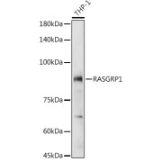 Western blot analysis of lysates from THP-1 cells, using RASGRP1 Antibody at 1/1000 dilution. Secondary antibody: HRP-conjugated Goat anti-Rabbit IgG (H+L) at 1/10000 dilution. Lysates/proteins: 25 µg per lane. Blocking buffer: 3% nonfat dry milk in TBST. Exposure time: 30s.