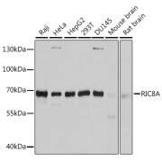 Western blot analysis of various lysates using RIC8A Antibody at 1/3000 dilution. Secondary antibody: HRP-conjugated Goat anti-Rabbit IgG (H+L) at 1/10000 dilution. Lysates/proteins: 25 µg per lane. Blocking buffer: 3% nonfat dry milk in TBST. Exposure time: 20s.