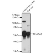 Western blot analysis of various lysates using SEC61A1 Antibody at 1/3000 dilution. Secondary antibody: HRP-conjugated Goat anti-Rabbit IgG (H+L) at 1/10000 dilution. Lysates/proteins: 25 µg per lane. Blocking buffer: 3% nonfat dry milk in TBST. Exposure time: 30s.