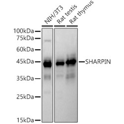 SHARPIN (SHARPIN) Antibody