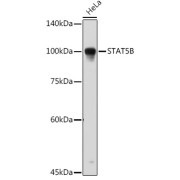 Western blot analysis of lysates from HeLa cells, using STAT5B Antibody at 1/1000 dilution. Secondary antibody: HRP-conjugated Goat anti-Rabbit IgG (H+L) at 1/10000 dilution. Lysates/proteins: 25 µg per lane. Blocking buffer: 3% nonfat dry milk in TBST. Exposure time: 180s.