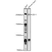 Western blot analysis of various lysates using ZO-1 Antibody at 1/1000 dilution. Secondary antibody: HRP-conjugated Goat anti-Rabbit IgG (H+L) at 1/10000 dilution. Lysates/proteins: 25 µg per lane. Blocking buffer: 3% nonfat dry milk in TBST. Exposure time: 90s.