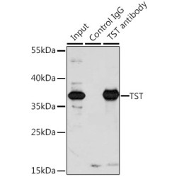 Thiosulfate Sulfurtransferase (TST) Antibody