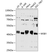 Western blot analysis of various lysates using WSB1 Antibody at 1/1000 dilution. Secondary antibody: HRP-conjugated Goat anti-Rabbit IgG (H+L) at 1/10000 dilution. Lysates/proteins: 25 µg per lane. Blocking buffer: 3% nonfat dry milk in TBST. Exposure time: 10s.