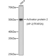 Western blot analysis of lysates from HeLa cells, using Activator protein 2 (AP-2/TFAP2A) Antibody at 1/1000 dilution. Secondary antibody: HRP-conjugated Goat anti-Rabbit IgG (H+L) at 1/10000 dilution. Lysates/proteins: 25 µg per lane. Blocking buffer: 3% nonfat dry milk in TBST. Exposure time: 180s.