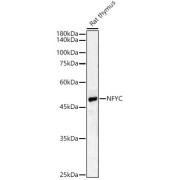 Western blot analysis of lysates from Rat thymus, using NFYC Antibody at 1/400 dilution. Secondary antibody: HRP-conjugated Goat anti-Rabbit IgG (H+L) at 1/10000 dilution. Lysates/proteins: 25 µg per lane. Blocking buffer: 3% nonfat dry milk in TBST. Exposure time: 180s.