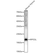 Western blot analysis of lysates from Mouse thymus, using RPP25L Antibody at 1/400 dilution. Secondary antibody: HRP-conjugated Goat anti-Rabbit IgG (H+L) at 1/10000 dilution. Lysates/proteins: 25 µg per lane. Blocking buffer: 3% nonfat dry milk in TBST. Exposure time: 60s.