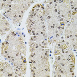 Histone Cluster 1, H2ag (HIST1H2AG) Antibody