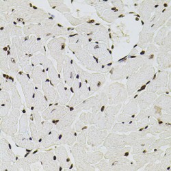 Histone Cluster 1, H2ag (HIST1H2AG) Antibody