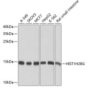 Western blot analysis of various lysates using HIST1H2BG Antibody at 1/1000 dilution. Secondary antibody: HRP-conjugated Goat anti-Rabbit IgG (H+L) at 1/10000 dilution. Lysates/proteins: 25 µg per lane. Blocking buffer: 3% nonfat dry milk in TBST. Exposure time: 1s.