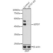 Western blot analysis of lysates from wild type (WT) and SETD7 knockout (KO) 293T cells, using [KO Validated] SETD7 Antibody at 1/1000 dilution. Secondary antibody: HRP-conjugated Goat anti-Rabbit IgG (H+L) at 1/10000 dilution. Lysates/proteins: 25 µg per lane. Blocking buffer: 3% nonfat dry milk in TBST. Exposure time: 60s.