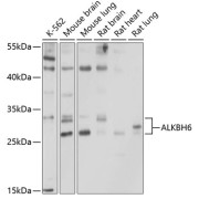 Western blot analysis of various lysates using ALKBH6 Antibody at 1/1000 dilution. Secondary antibody: HRP-conjugated Goat anti-Rabbit IgG (H+L) at 1/10000 dilution. Lysates/proteins: 25 µg per lane. Blocking buffer: 3% nonfat dry milk in TBST. Exposure time: 30s.