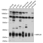 Western blot analysis of various lysates using MRPL39 Antibody at 1/1000 dilution. Secondary antibody: HRP-conjugated Goat anti-Rabbit IgG (H+L) at 1/10000 dilution. Lysates/proteins: 25 µg per lane. Blocking buffer: 3% nonfat dry milk in TBST. Exposure time: 90s.