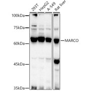 Western blot analysis of various lysates using MARCO Antibody at 1/1000 dilution. Secondary antibody: HRP-conjugated Goat anti-Rabbit IgG (H+L) at 1/10000 dilution. Lysates/proteins: 25 µg per lane. Blocking buffer: 3% nonfat dry milk in TBST. Exposure time: 10s.