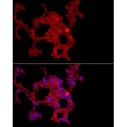 Macrophage Receptor MARCO (MARCO) Antibody