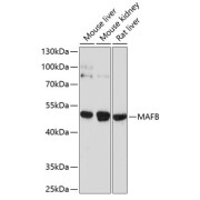 Western blot analysis of various lysates using MAFB Antibody at 1/1000 dilution. Secondary antibody: HRP-conjugated Goat anti-Rabbit IgG (H+L) at 1/10000 dilution. Lysates/proteins: 25 µg per lane. Blocking buffer: 3% nonfat dry milk in TBST. Exposure time: 90s.