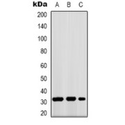 Western blot analysis of GPR40 expression in (A) K562, (B) mouse kidney, and (C) COS7 whole cell lysates.