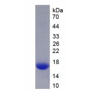 SDS-PAGE analysis of recombinant Mouse Calcitonin (CALCA) Protein.