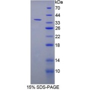 SDS-PAGE analysis of Rat NT5C3 Protein.