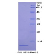 SDS-PAGE analysis of Mouse ARPC4 Protein.