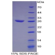 SDS-PAGE analysis of Human ATF1 Protein.