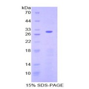 SDS-PAGE analysis of recombinant Human ATF6 Protein.