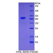 SDS-PAGE analysis of Mouse ATF7 Protein.