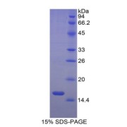 SDS-PAGE analysis of Cow ACVR2A Protein.