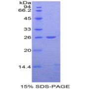 SDS-PAGE analysis of Mouse APC Protein.