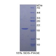 SDS-PAGE analysis of Dog ADM Protein.