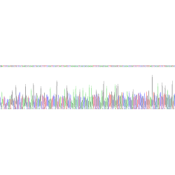 Mouse Agouti Related Protein (AGRP) Protein