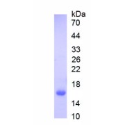 SDS-PAGE analysis of recombinant Mouse Agouti Related Protein (AGRP) Protein.