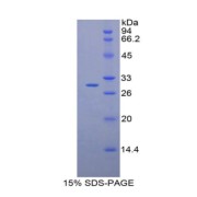 SDS-PAGE analysis of Mouse ALT2 Protein.