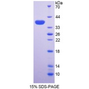 SDS-PAGE analysis of Mouse ALPL Protein.