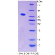 SDS-PAGE analysis of Human ALPPL2 Protein.