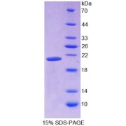 SDS-PAGE analysis of Human AIF1 Protein.