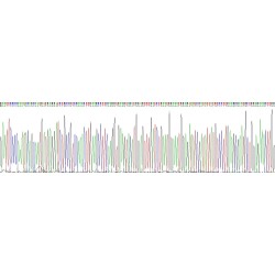 Mouse Allograft Inflammatory Factor 1 (AIF1) Protein