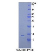 SDS-PAGE analysis of recombinant Mouse Allograft Inflammatory Factor 1 (AIF1) Protein.