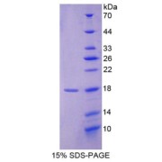 SDS-PAGE analysis of Rat AIF1 Protein.