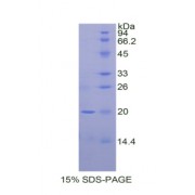 SDS-PAGE analysis of Dog Alpha-FetoProtein.