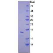 SDS-PAGE analysis of recombinant Mouse alpha Lactalbumin Protein.