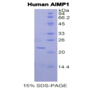 SDS-PAGE analysis of Human AIMP1 Protein.