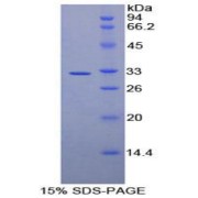 SDS-PAGE analysis of Human AMY2A Protein.