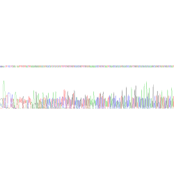 Human Androgen Receptor (AR) Protein