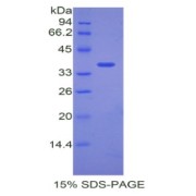 SDS-PAGE analysis of Mouse ANGPTL7 Protein.