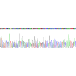 Mouse Angiostatin Protein