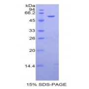 SDS-PAGE analysis of Rat Angiotensinogen Protein.