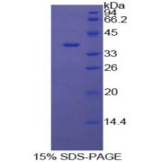 SDS-PAGE analysis of Cow Annexin V Protein.