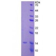 SDS-PAGE analysis of recombinant Human AMH Protein.