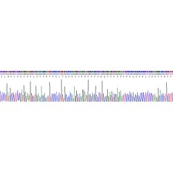 Human Apelin (APLN) Protein